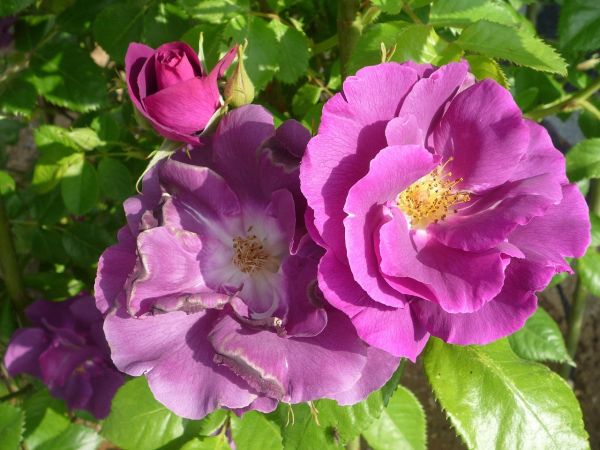 La rose violette : un symbole de mystère et d'élégance
